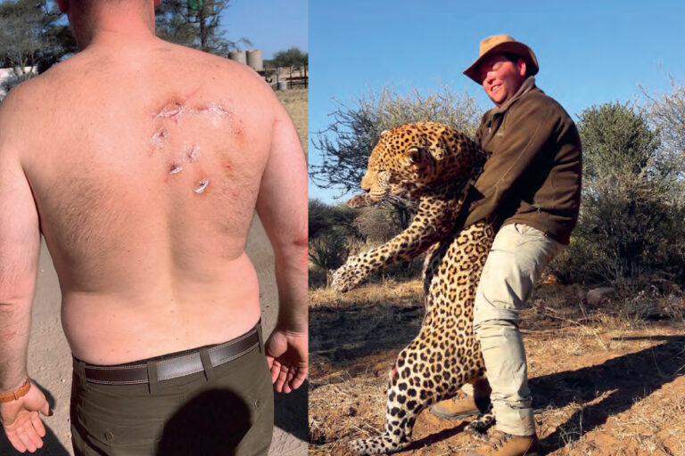 amikor-a-leopard-tamad