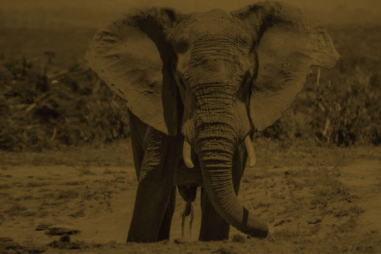 Wild big elephant in savannah safari, Addo National Park, South