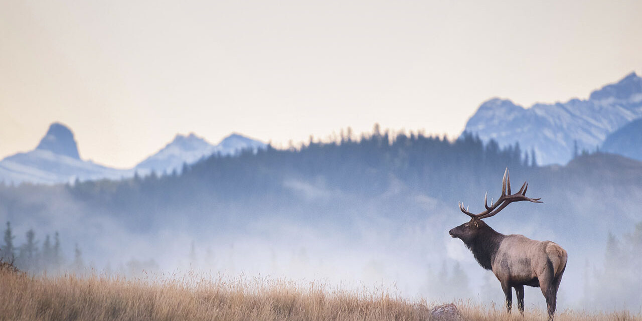 Wapiti