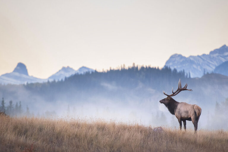 Wapiti