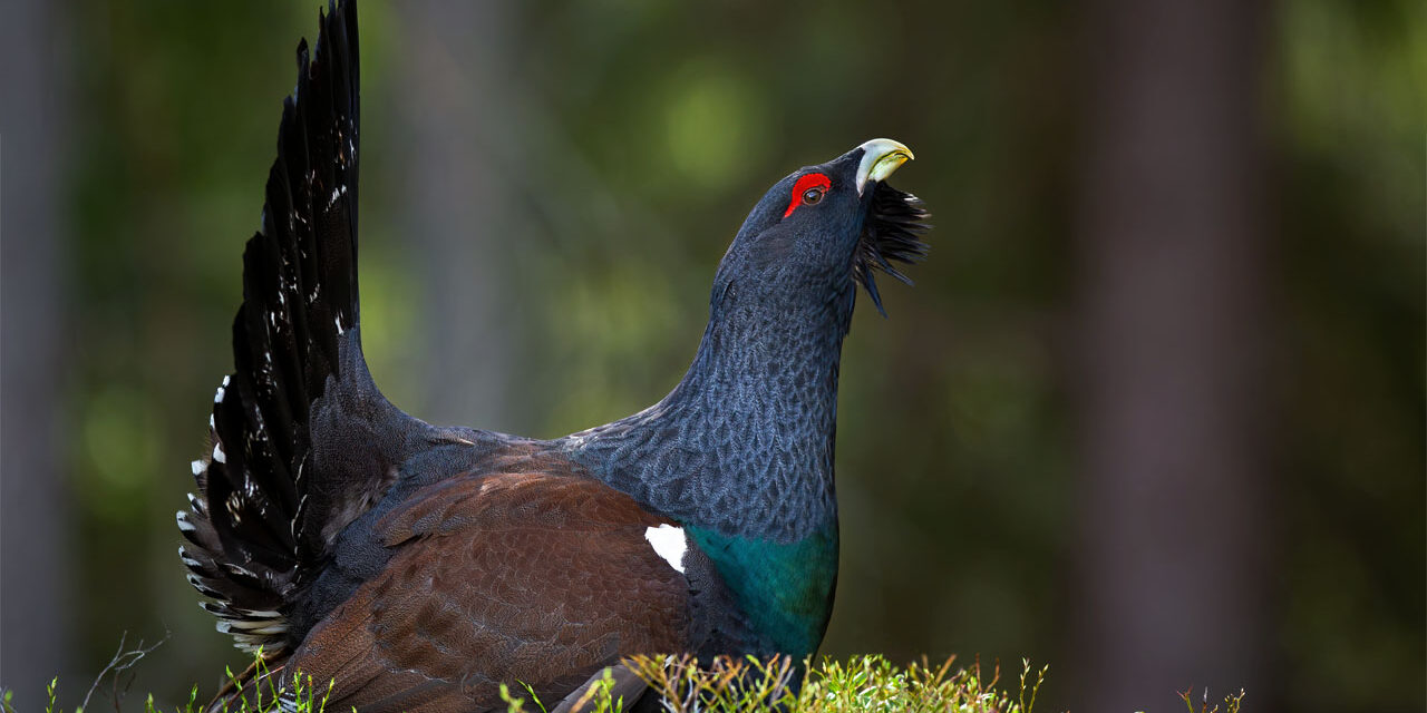 Massive western capercaillie male strutting in forest on a moss covered ground
