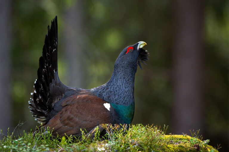 Massive western capercaillie male strutting in forest on a moss covered ground