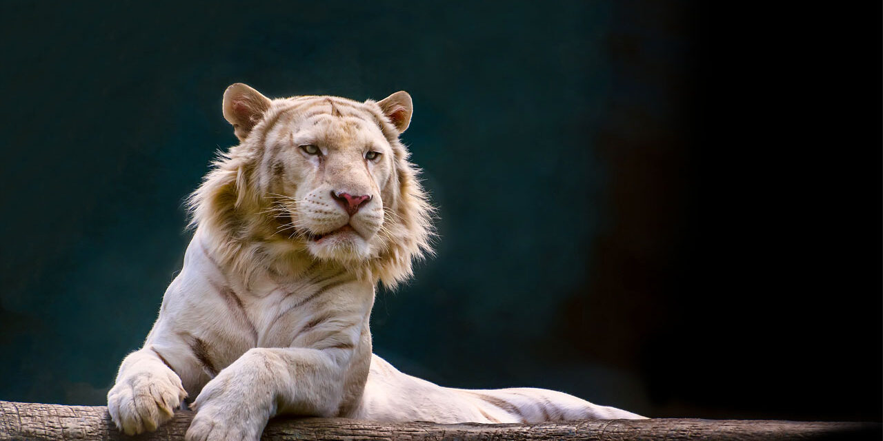 White,Tiger,Or,Liger,Lying,On,A,Tree,Branch