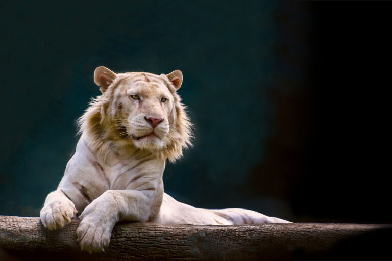 White,Tiger,Or,Liger,Lying,On,A,Tree,Branch