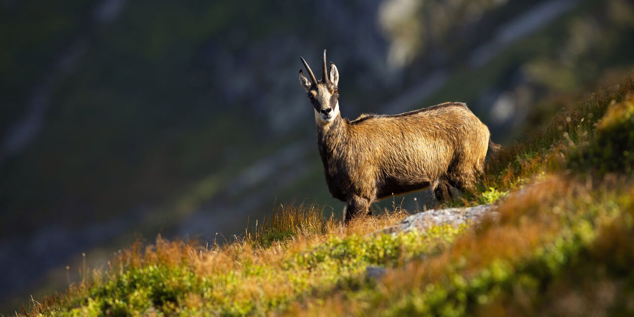 Tirol