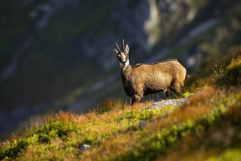 Tirol