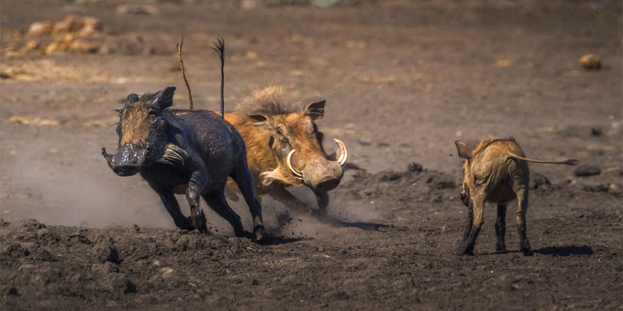 common warthog in Kruger National park, South Africa