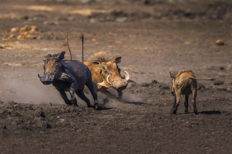 common warthog in Kruger National park, South Africa