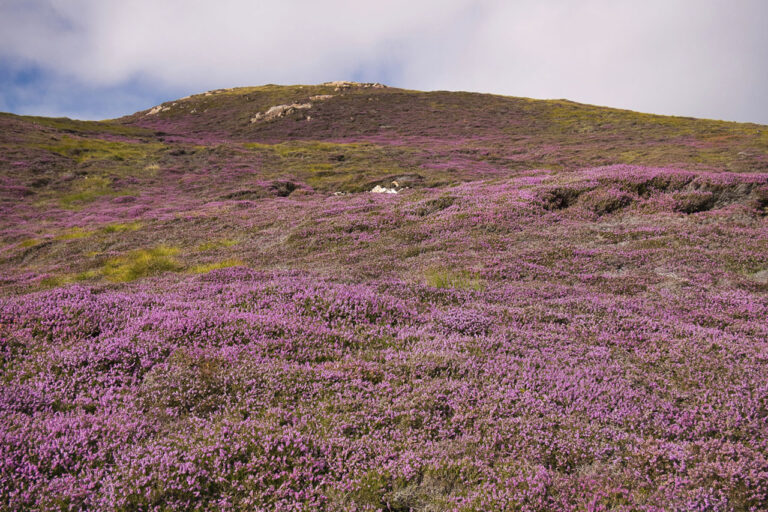 Purple heather on hills on Muckle Roe in Shetland on a sunny day