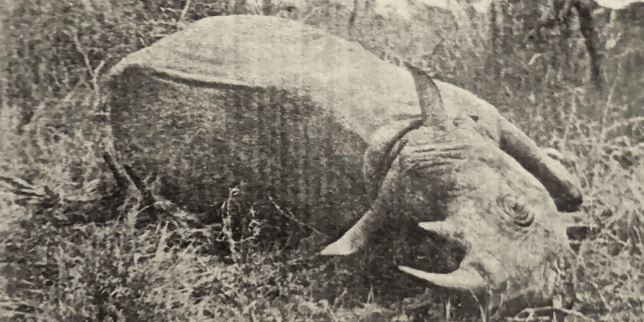 Kifaru