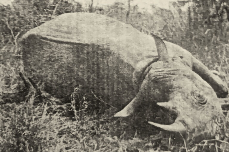 Kifaru