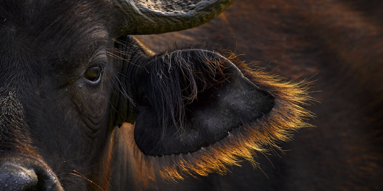 Buffalo portrait, Uganda.  Detail of bull horny head in savannah