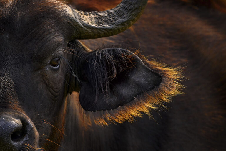 Buffalo portrait, Uganda.  Detail of bull horny head in savannah