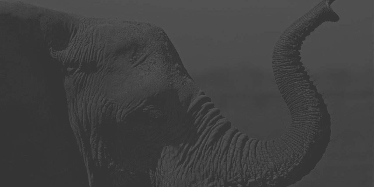 ELEPHANT D’AFRIQUE loxodonta africana