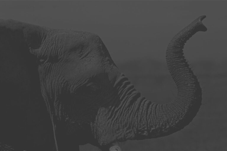 ELEPHANT D’AFRIQUE loxodonta africana