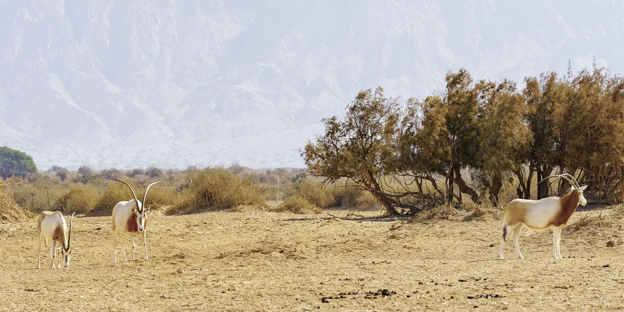Scimitar-horned oryx, in the Yotvata Hai-Bar Nature Reserve