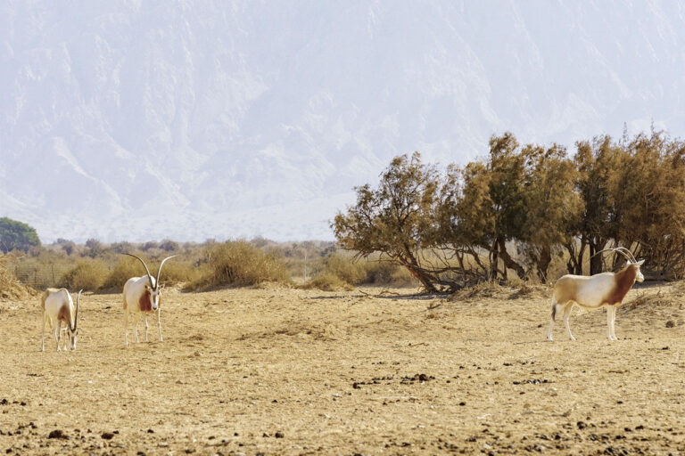 Scimitar-horned oryx, in the Yotvata Hai-Bar Nature Reserve