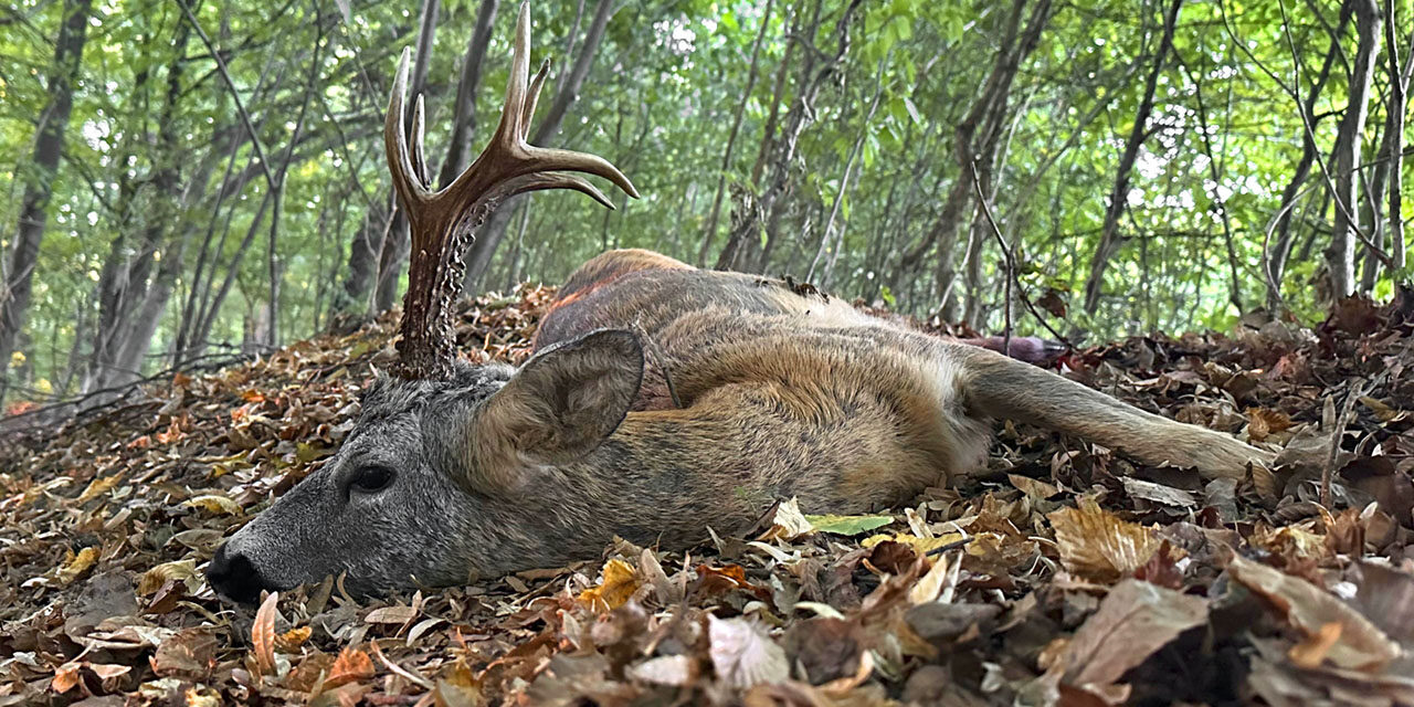 A moldvai őzbak emlékezete
